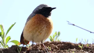 Горихвостка вблизи (Common redstart closeup)