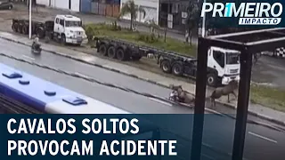 Cavalos soltos provocam acidente de trânsito no litoral paulista | Primeiro Impacto (12/01/22)