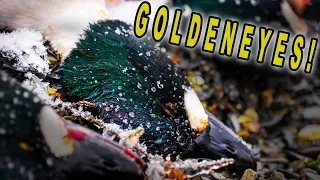 DIVER DUCK HUNT | Big Water Goldeneye Hunt