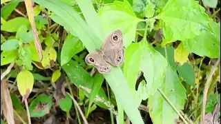 Have u ever seen a butterfly with eyes on its wings 👀??... well, check out the 5 ring butterfly 🦋 !!