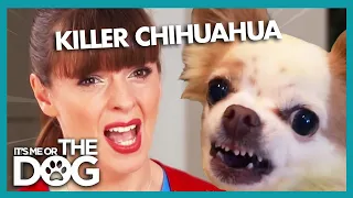 Victoria Shocked by KILLER Chihuahua Biting 2-Year Old | It's Me or the Dog