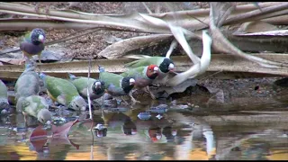 Australian Birds Birding Northern Territory Part 4 Katherine to Kununurra by Alana and Greg Dare