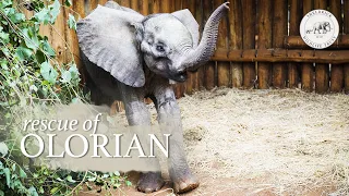 Rescuing orphan baby elephant Olorien | Sheldrick Trust