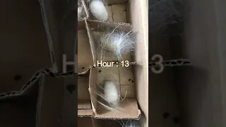 Amazing silkworm making cocoon #short