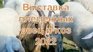 Выставка племенных овец и коз Всероссийская Волгоград 2022 Россия Оборудование Шипмастер | Выставка