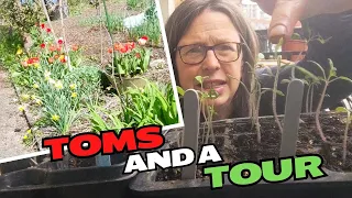 Repotting TOMATOES and a SUNNY garden TOUR