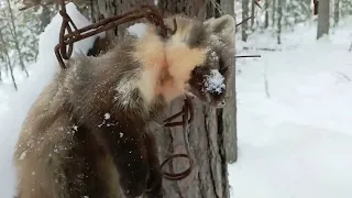 Проверка капканов на Буране. Сработали и капканы и ловушка. Куница есть.