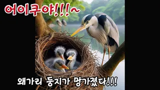 어이쿠~왜가리 둥지가 무너졌다!!!