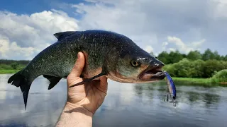 На реку за жерехом