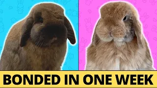 How I Bonded 2 Rabbits in ONE WEEK | Bonding Series Episode 1