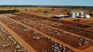 FAZENDA NOVA PIRATININGA - CONHEÇA A GENÉTICA DE MAIS DE 100 MIL CABEÇAS DE GADO