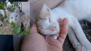 The sweet white kitten is guarding her brother who doesn't want to get up.