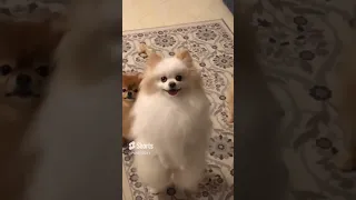 Dancing pomeranian happy dogs dance funny video