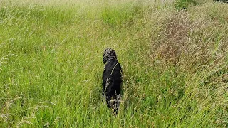 Bella a 11 month old Bracco Italiano and Bonni a Gordon Setter find a muntjac in ditch.