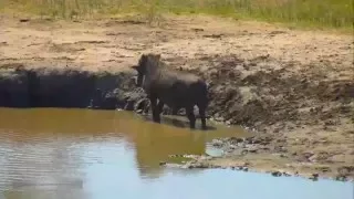 Дикая природа Африки Бородавочник изучает грязь на водопое Warthog exploring mud at Nkorho waterhole