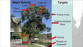 Tree Risk Assessment for Utilities