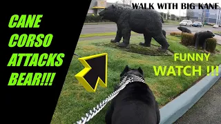 Cane Corso Dog Attacks Bear