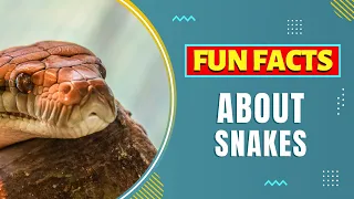 Fun Facts about Snakes 🐍