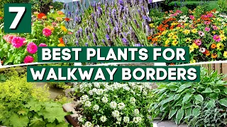 Enhance Your Path: 7 Plants That Bring Charm to Walkway Borders! 🌼✨