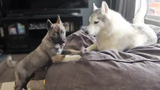 All Day Husky Puppy Play!