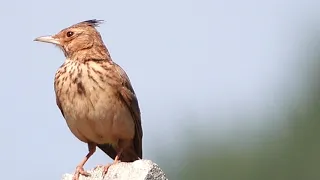 Tepeli toygar ötüşü - Crested lark sings