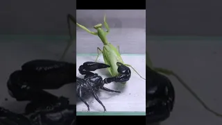 Black Scorpion Vs praying mantis