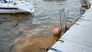 Il golfo di Trieste si tinge di arancione