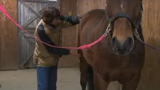 Equine Massage Chopping & Fist Percussion