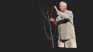 How to Properly Prune a Just-Planted Pear Tree?  See Several Different Examples - PART 2 of 4