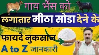 गाय भैंस को लगातार मीठा सोडा खिलाने के फायदे 😇नुकसान 👉🏻A to Z जानकारी