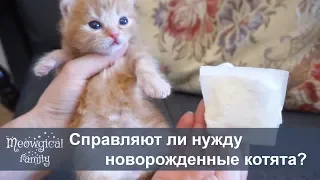 А как писяют и какают новорожденные котята?