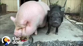 Watch What Friendship Does for a Depressed Pig | The Dodo