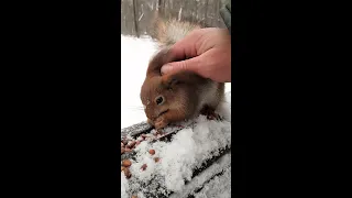 Белка дала себя погладить / Stroked the squirrel