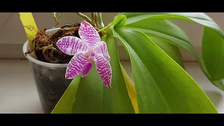 Ph. lueddemanniana 'Mindanao'