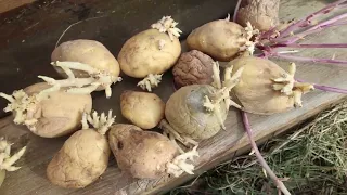 How to Make Your Own Seed Potatoes and Never Buy Them Again!