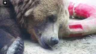 По вечерам Ёжик ходил к Медвежонку считать звёзды🐻✨🦔