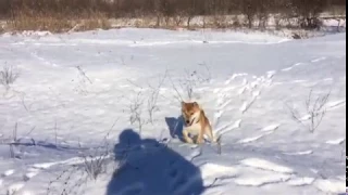 Це фіаско братан! Instagram @shiba_stiv