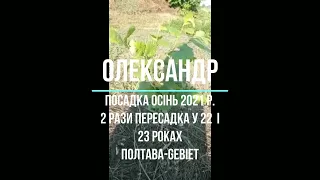 Фундук/Украина. Feedback из регионов. Подвiйна пересадка та без поливу.Олександр, Полтава-Gebiet (6)