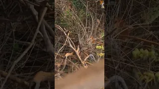 Indian Gaur Chasing Chota Matka Male Tiger | Tadoba #blog #tadoba #wild #reels #youtubeshort #shorts