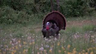 2023 Ohio Turkey Hunt Pt. 1