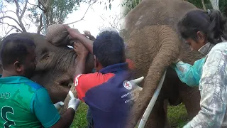 Relief to the baby elephant  suffering from rectal and oral diseases.  .#animals #travel #nature