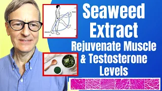 Seaweed Extract Rejuvenates Muscle & Testosterone Levels