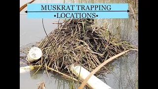 Muskrat trapping locations- Scouting