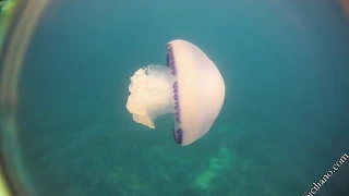 Rhizostoma pulmo, Rhizostome jellyfish or Rhizostome or Barrel jellyfish, Polmone di mare