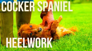Training a Cocker Spaniel Puppy