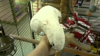 "Milo" - Ducorps Cockatoo for Sale at Paws for Thought, Leeds