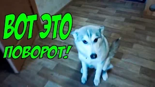 Вот это поворот! Собака-обосрака