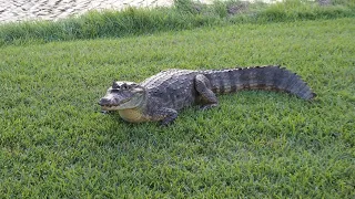 Golfing with Gators: Thrilling Alligator Sighting on the Summit Resort Course in Panama