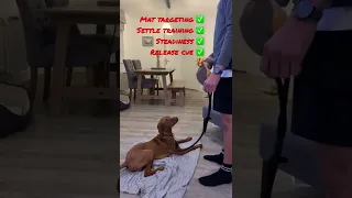 Hungarian Vizsla settle and steadiness training