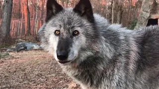 Stunning Black Wolf Sings at Sunset